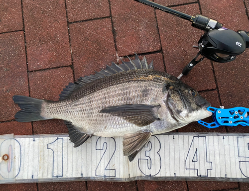 クロダイの釣果