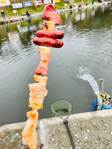 ニジマスの釣果