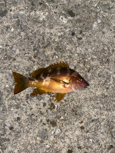 ウツボの釣果