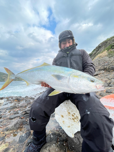 ブリの釣果