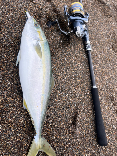 イナダの釣果