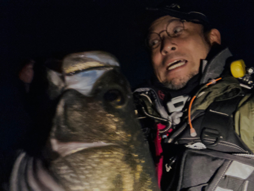 シーバスの釣果