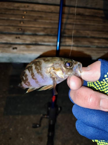 シロメバルの釣果