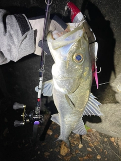 シーバスの釣果