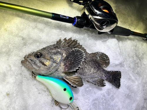 クロソイの釣果