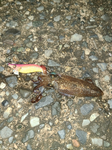 ケンサキイカの釣果