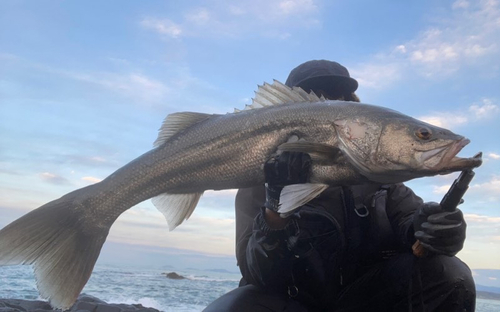 マルスズキの釣果