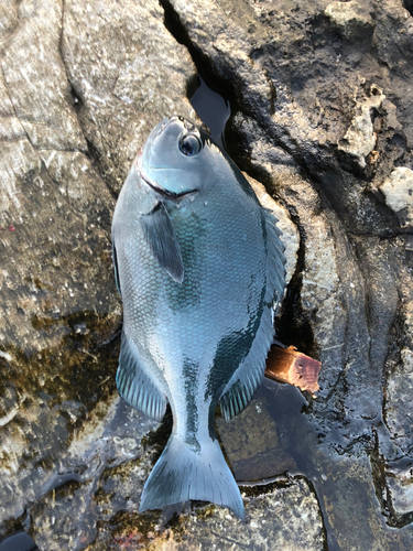 グレの釣果