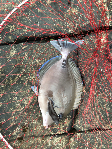 サンノジの釣果