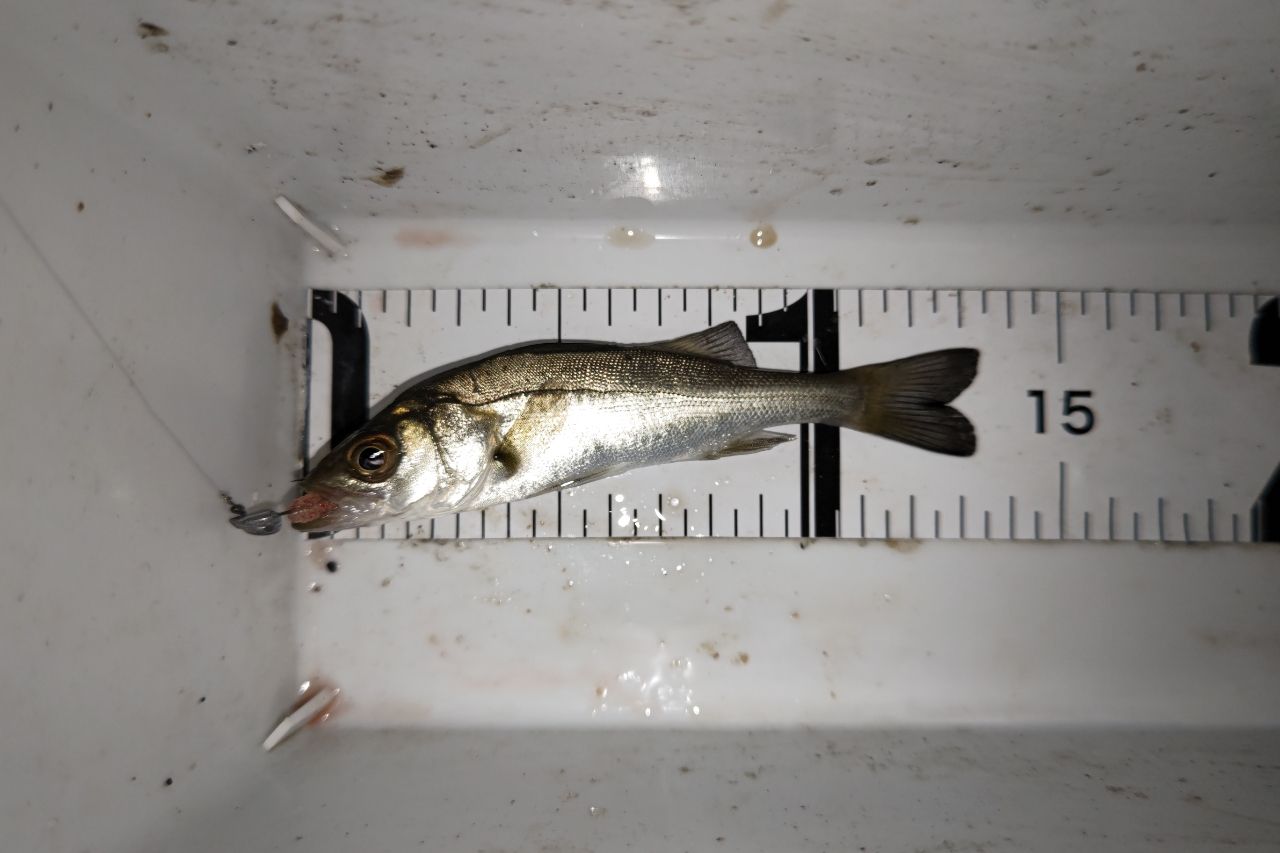 セイゴ（マルスズキ）