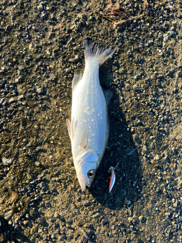 セイゴ（ヒラスズキ）の釣果