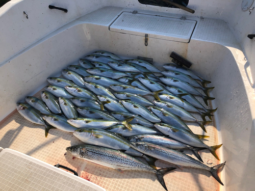 ハマチの釣果