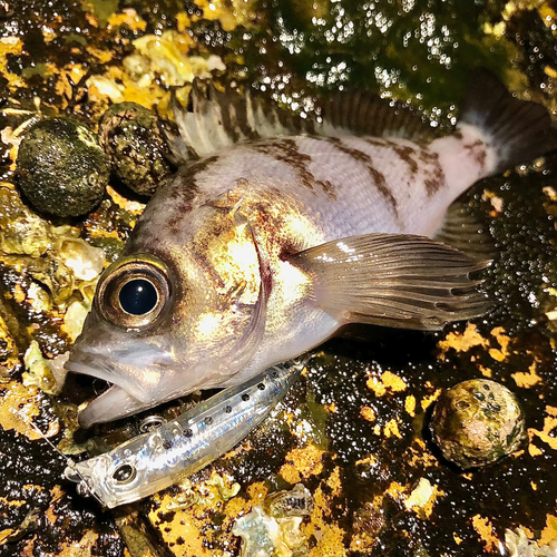 メバルの釣果