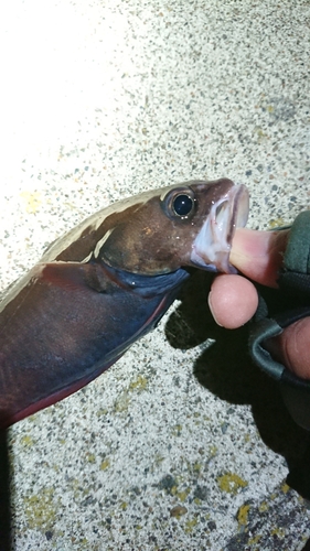 ドンコの釣果