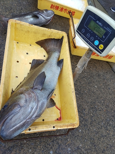 オオクチイシナギの釣果