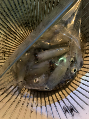 ヒイカの釣果