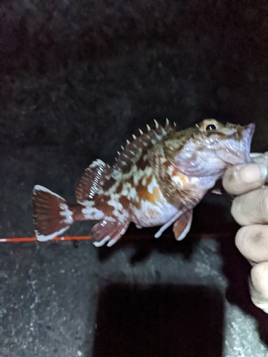 カサゴの釣果