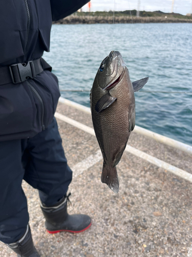 メジナの釣果