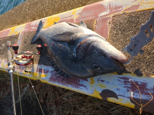 チヌの釣果