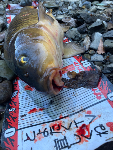 コイの釣果