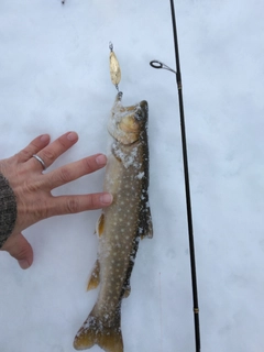 エゾイワナの釣果