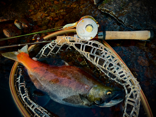 ヒメマスの釣果