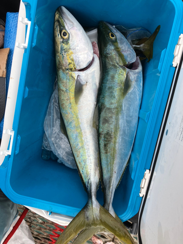 メジロの釣果