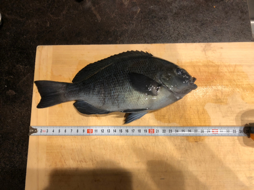 クチブトグレの釣果