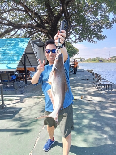 ナマズの釣果