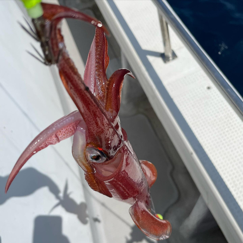 ケンサキイカの釣果