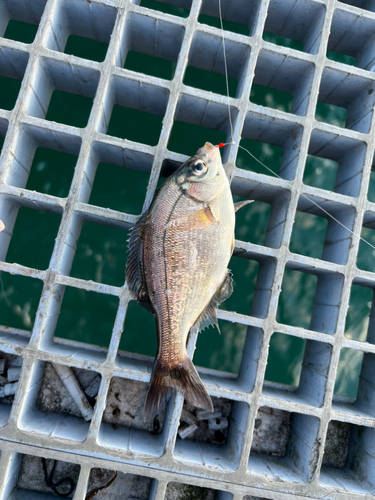 ウミタナゴの釣果