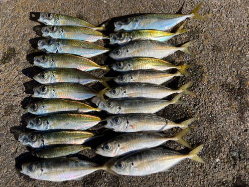 マアジの釣果