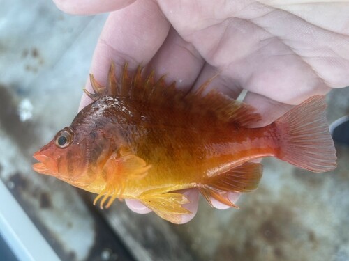 オキゴンベの釣果