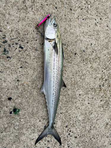 サゴシの釣果