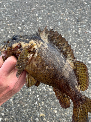 ソイの釣果