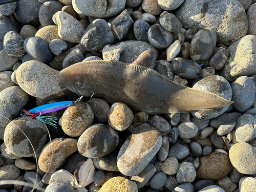 ウシノシタの釣果