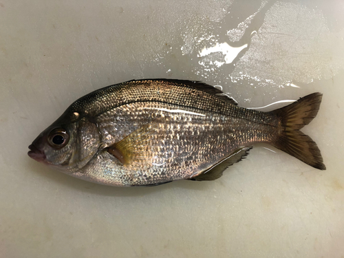 ウミタナゴの釣果