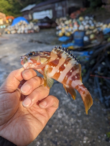 アカハタの釣果