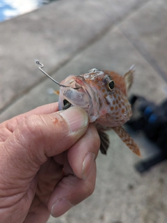 オオモンハタの釣果