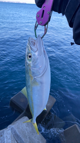 ワカシの釣果