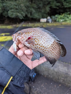 オオモンハタの釣果