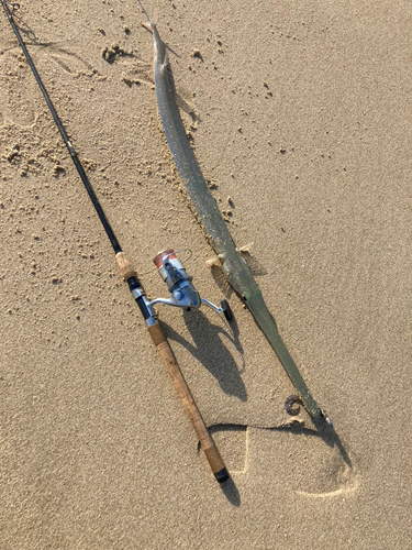 アオヤガラの釣果