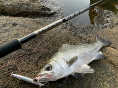 ヒラスズキの釣果