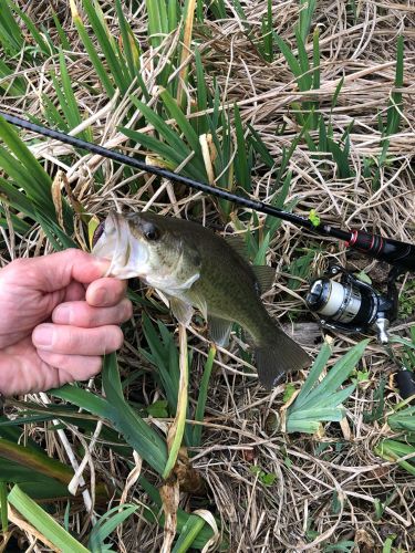 ラージマウスバスの釣果