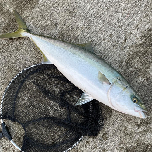 ブリの釣果