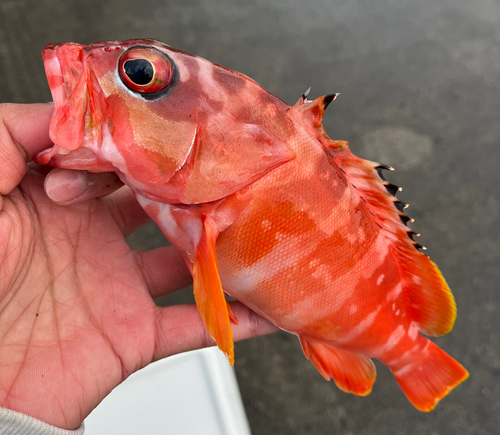 アカハタの釣果