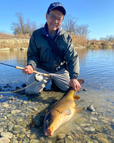 コイの釣果