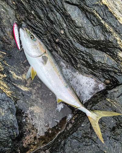 ブリの釣果