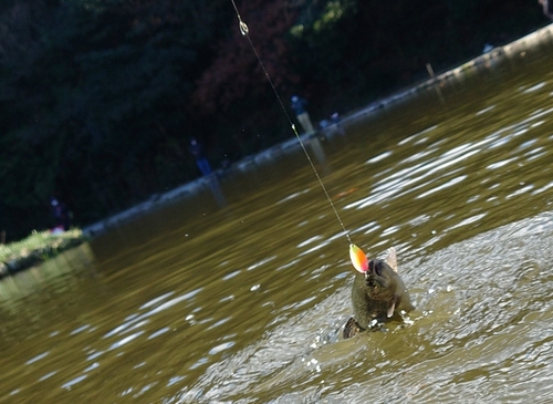 ニジマスの釣果