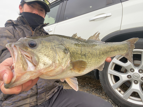 ラージマウスバスの釣果